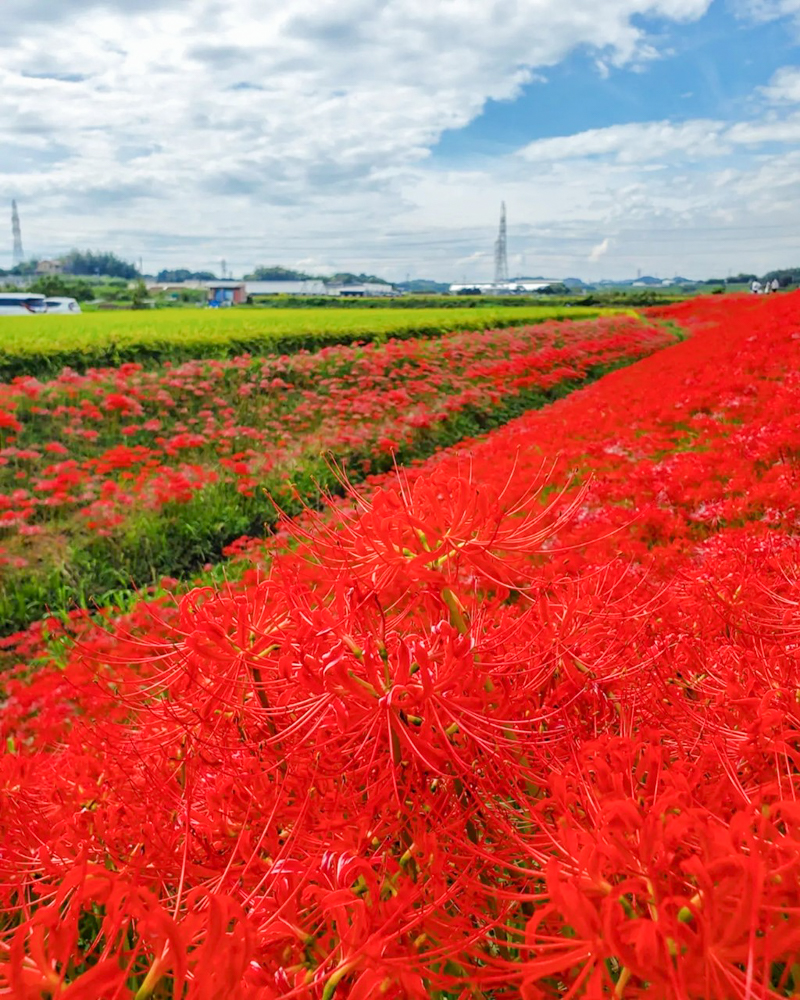 矢勝川、彼岸花、ごんの秋まつり、9月の秋の花、愛知県半田市の観光・撮影スポットの画像と写真