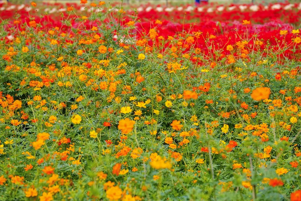 矢勝川、コスモス、ごんの秋まつり、9月の秋の花、愛知県半田市の観光・撮影スポットの画像と写真