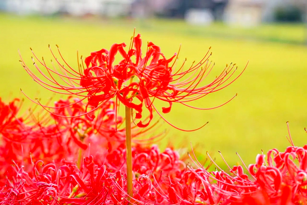矢勝川、彼岸花、ごんの秋まつり、9月の秋の花、愛知県半田市の観光・撮影スポットの画像と写真