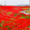 矢勝川、彼岸花、ごんの秋まつり、9月の秋の花、愛知県半田市の観光・撮影スポットの画像と写真