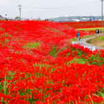 矢勝川、彼岸花、ごんの秋まつり、9月の秋の花、愛知県半田市の観光・撮影スポットの画像と写真
