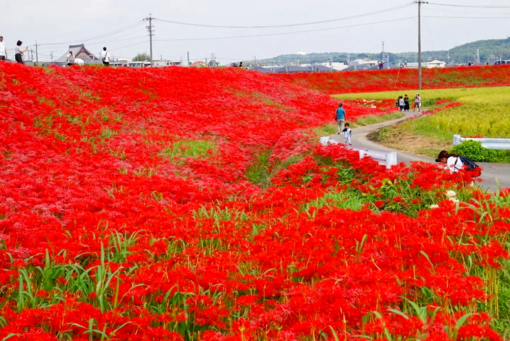 矢勝川、彼岸花、ごんの秋まつり、9月の秋の花、愛知県半田市の観光・撮影スポットの画像と写真