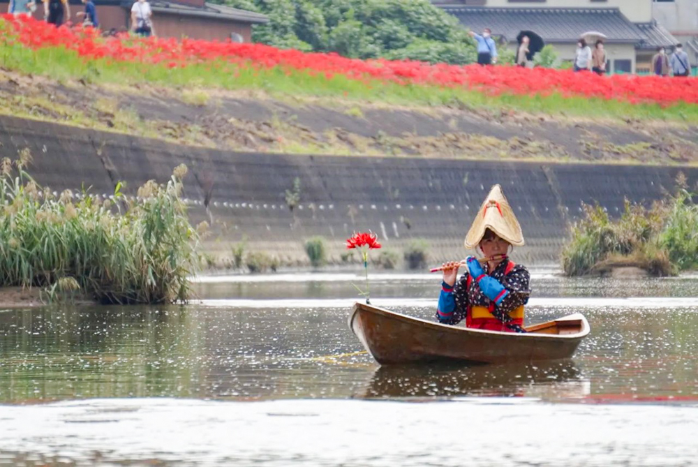 矢勝川、ごんの秋まつり、9月の秋の花、愛知県半田市の観光・撮影スポットの画像と写真