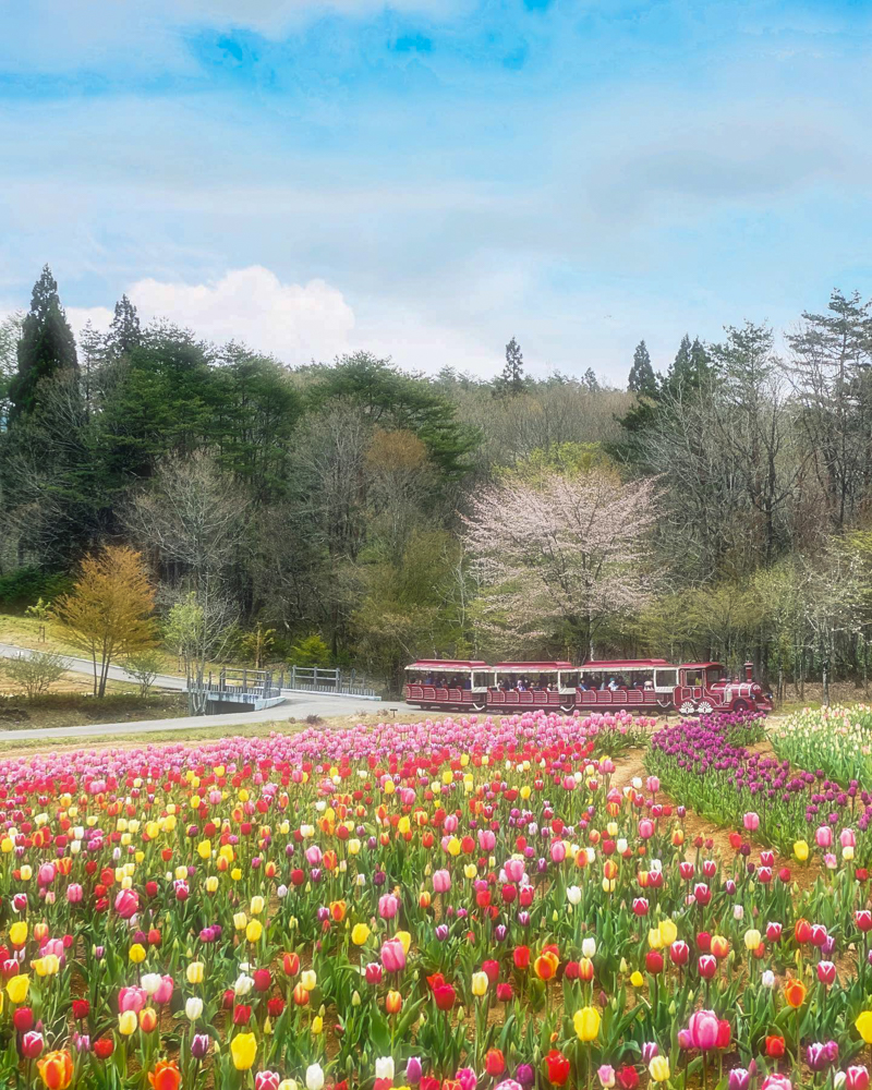 牧歌の里、チューリップ、5月夏の花、岐阜県郡上市の観光・撮影スポットの名所