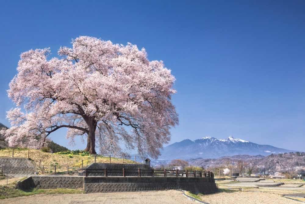 わに塚の桜、４月春の花、山梨県韮崎市の観光・撮影スポットの名所