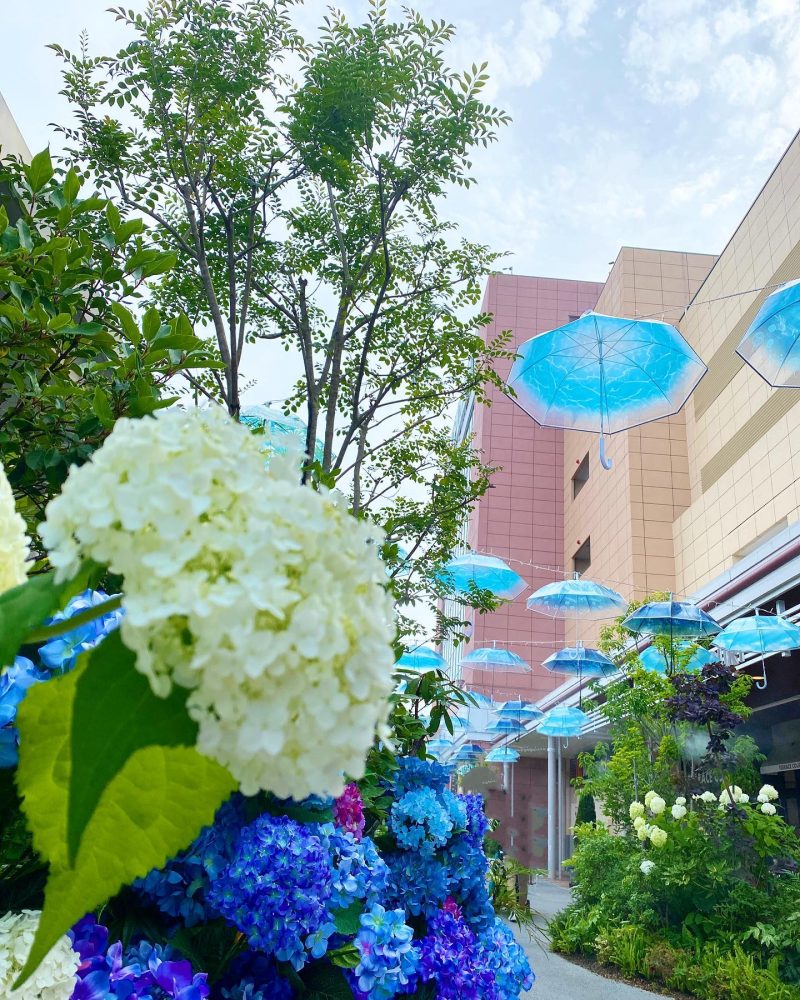 エイスクエア 、アンブレラ・パティオ、６月、滋賀県守山市の観光・撮影スポットの名所