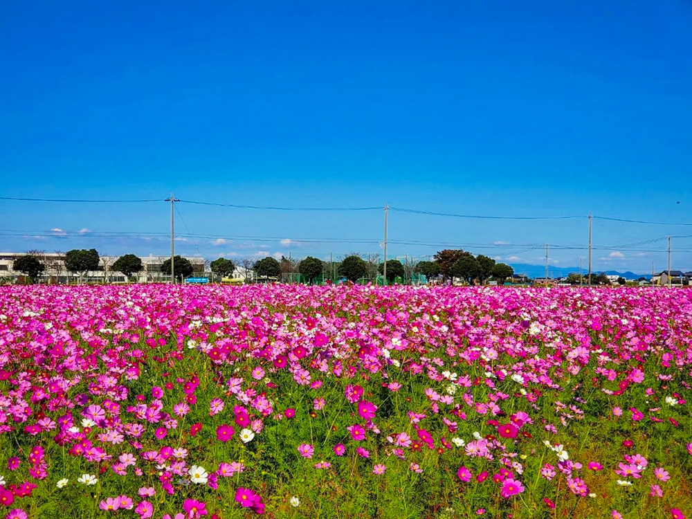 カノンファーム。コスモス畑、10月の秋の花、岐阜県海津市の観光・撮影スポットの画像と写真