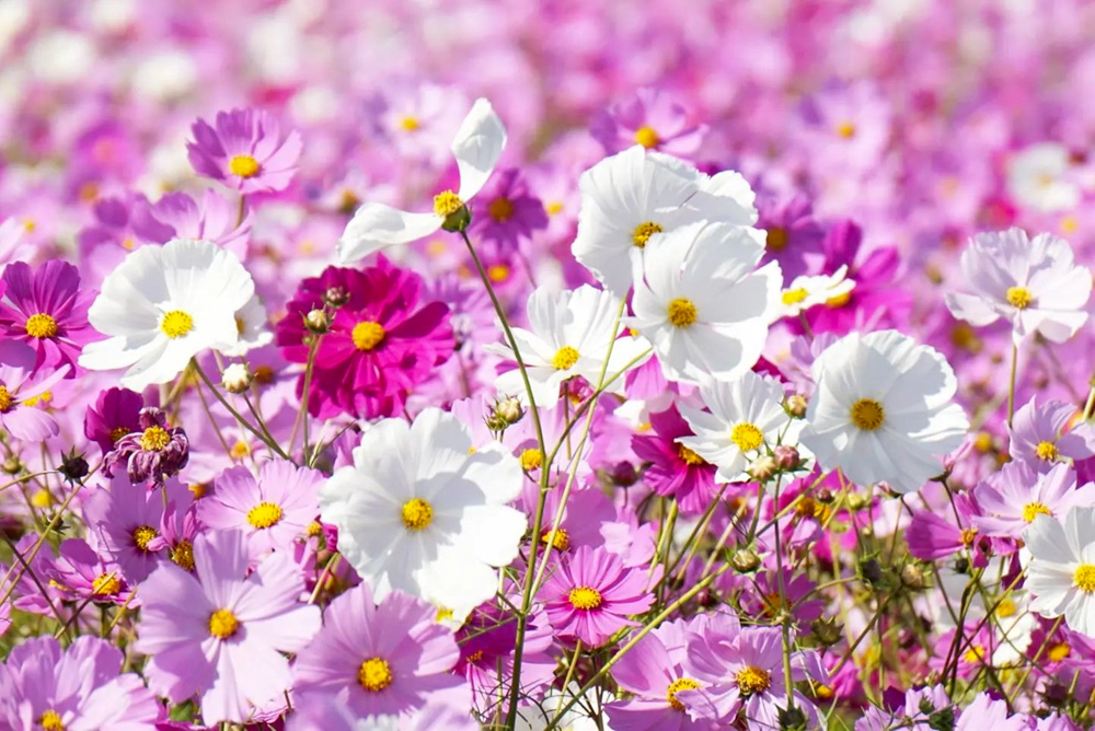 カノンファーム。コスモス畑、10月の秋の花、岐阜県海津市の観光・撮影スポットの画像と写真