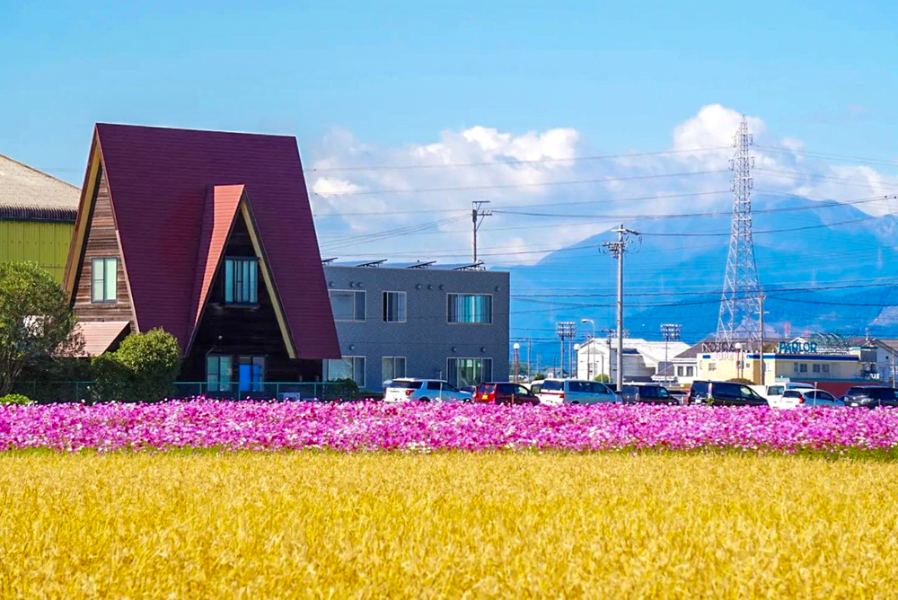 カノンファーム。コスモス畑、10月の秋の花、岐阜県海津市の観光・撮影スポットの画像と写真