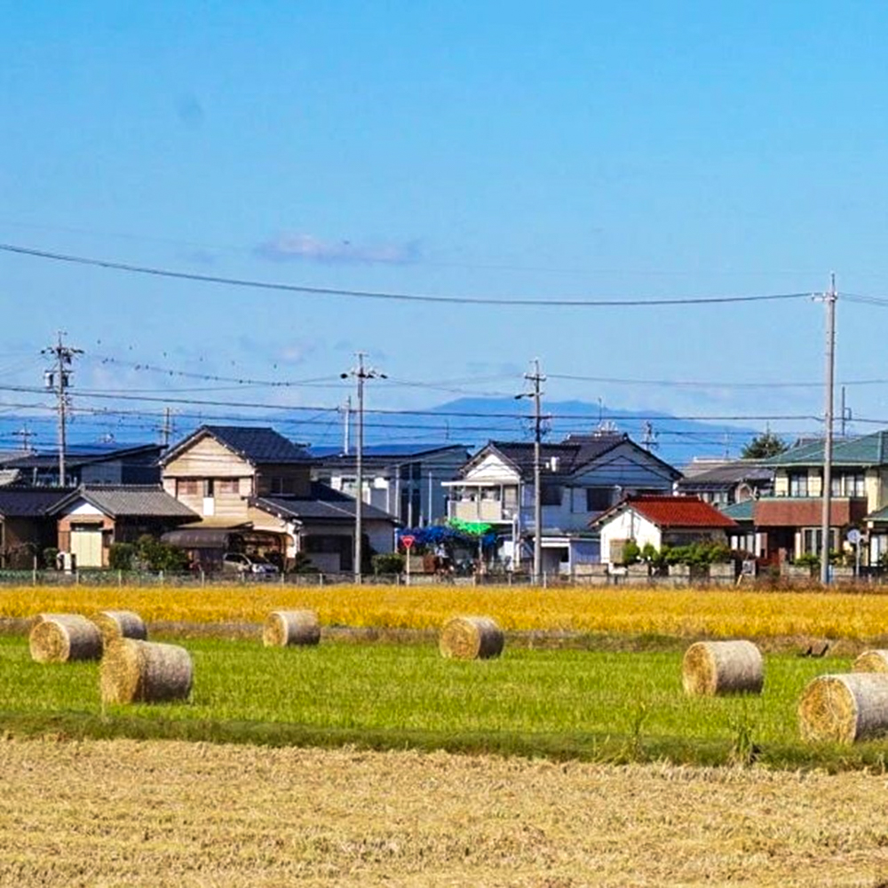 カノンファーム、10月の秋の花、岐阜県海津市の観光・撮影スポットの画像と写真