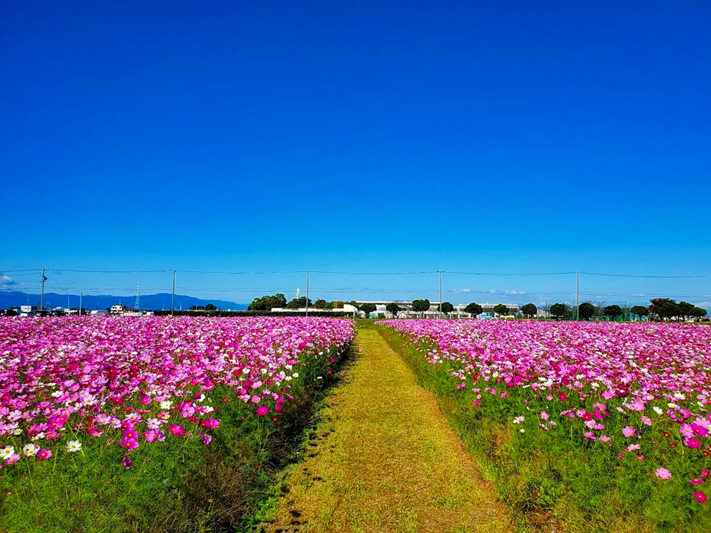 カノンファーム。コスモス畑、10月の秋の花、岐阜県海津市の観光・撮影スポットの画像と写真