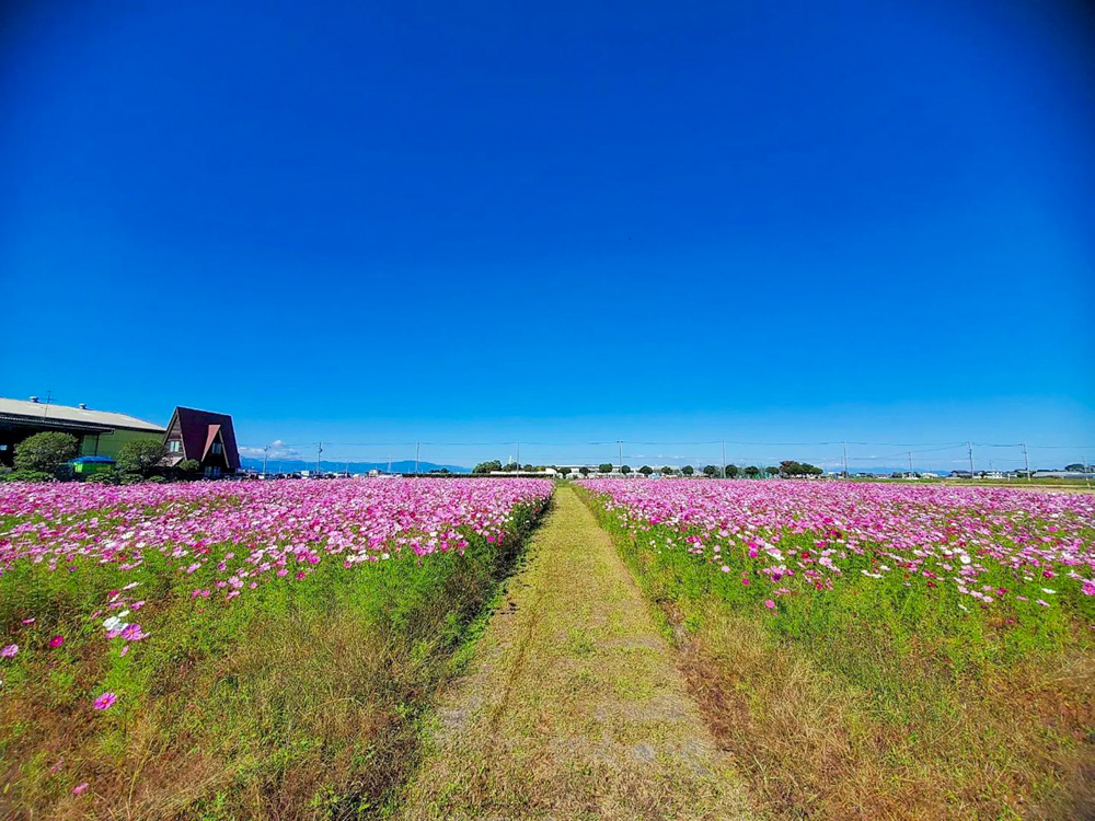 カノンファーム。コスモス畑、10月の秋の花、岐阜県海津市の観光・撮影スポットの画像と写真