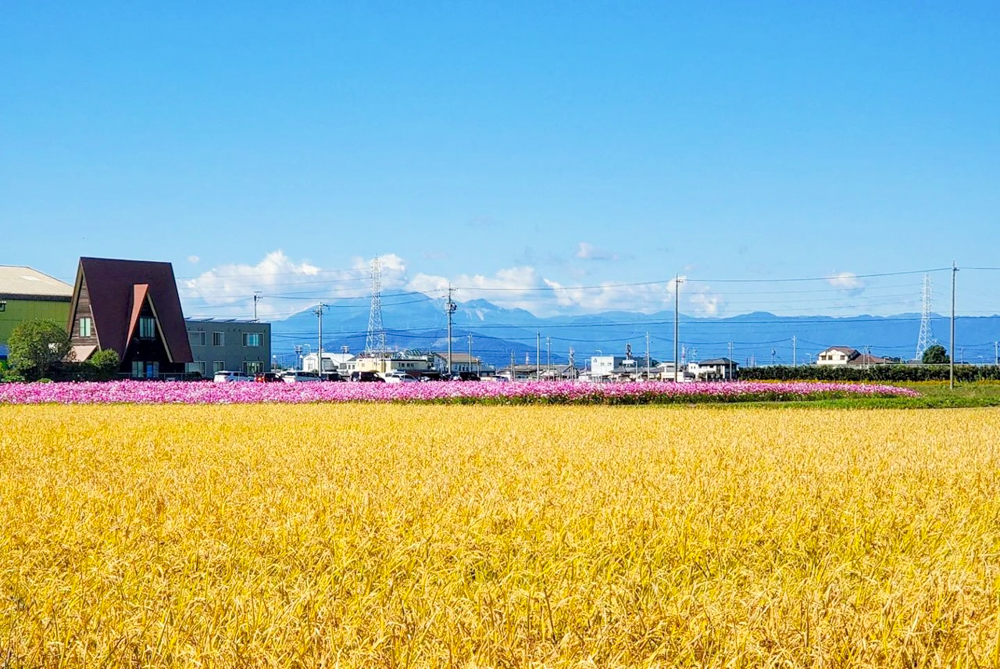 カノンファーム。コスモス畑、10月の秋の花、岐阜県海津市の観光・撮影スポットの画像と写真