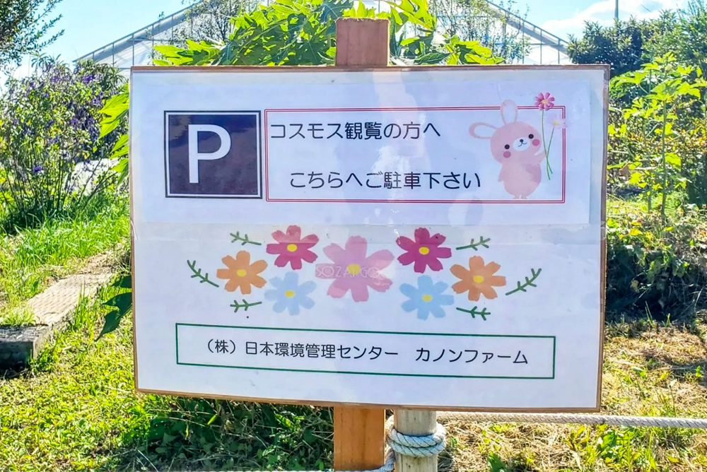 カノンファーム。コスモス畑、10月の秋の花、岐阜県海津市の観光・撮影スポットの画像と写真