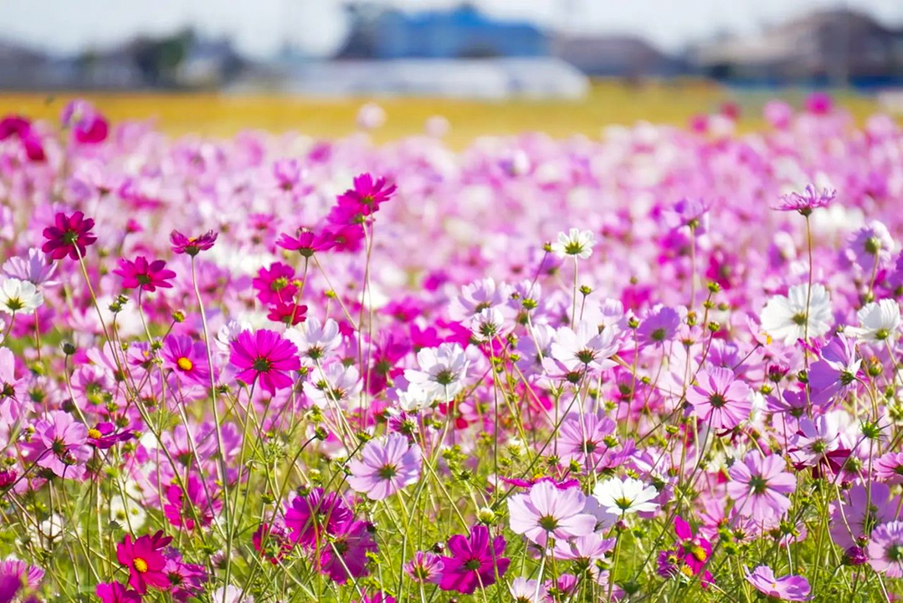 カノンファーム。コスモス畑、10月の秋の花、岐阜県海津市の観光・撮影スポットの画像と写真