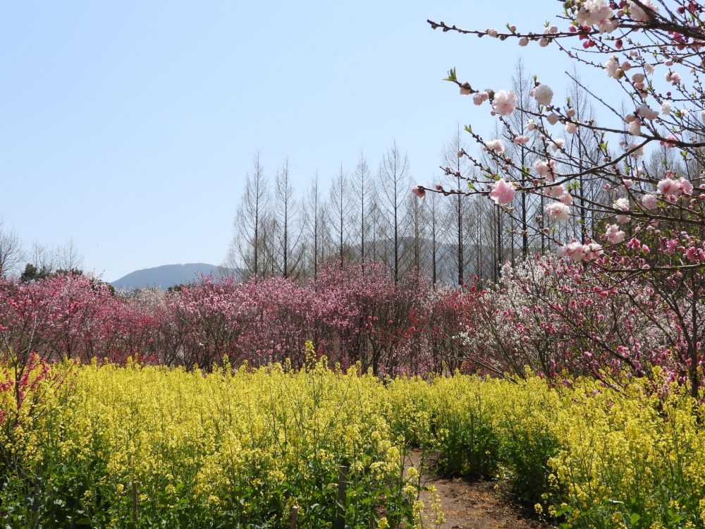 サンアリーナ、花桃。菜の花、４月春の花、三重県伊勢市の観光・撮影スポットの名所