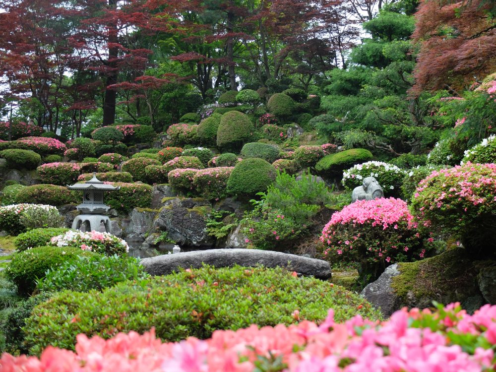 シャクナゲ寺の護国寺、4月春の花、富山県下新川郡の観光・撮影スポットの名所