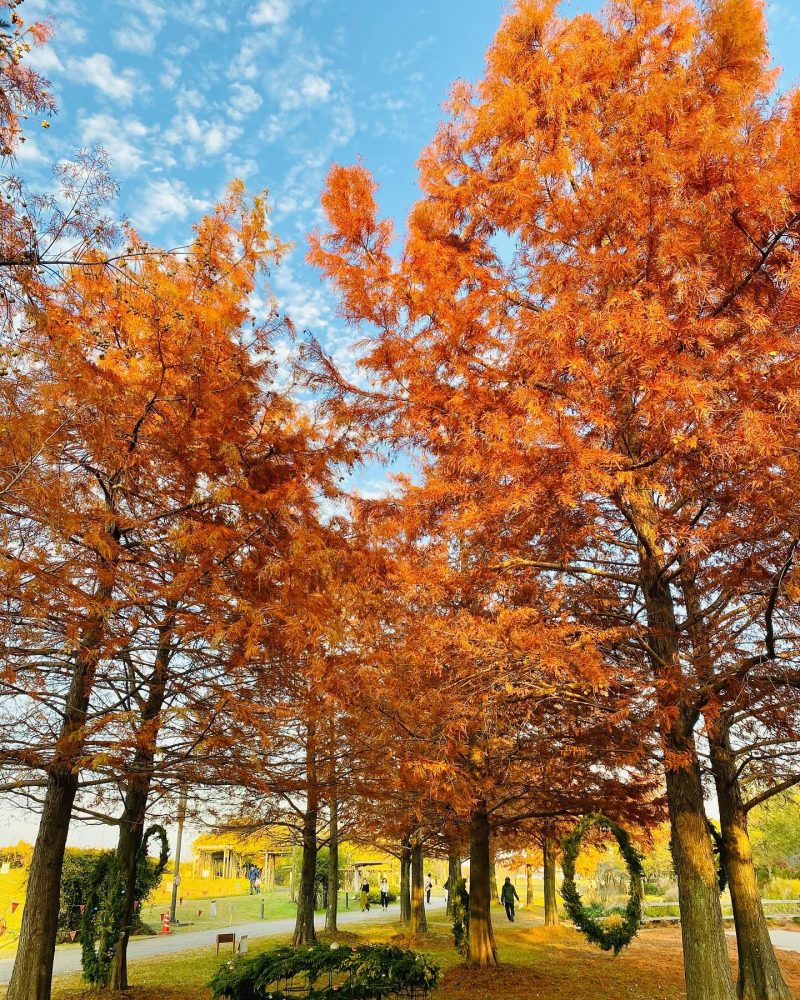 フラワーパーク江南 、クリスマス、12月冬の花、愛知県江南市の観光・撮影スポットの名所