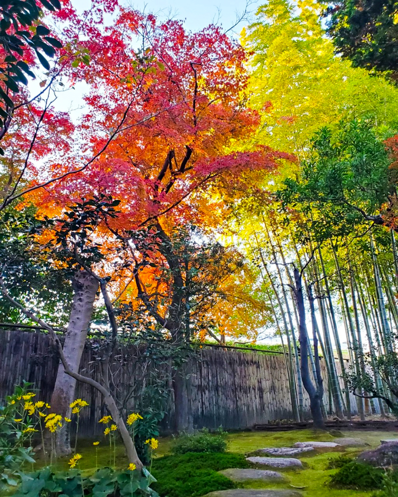 一宮市尾西歴史民俗資料館 、紅葉、11月秋、愛知県一宮市の観光・撮影スポットの名所