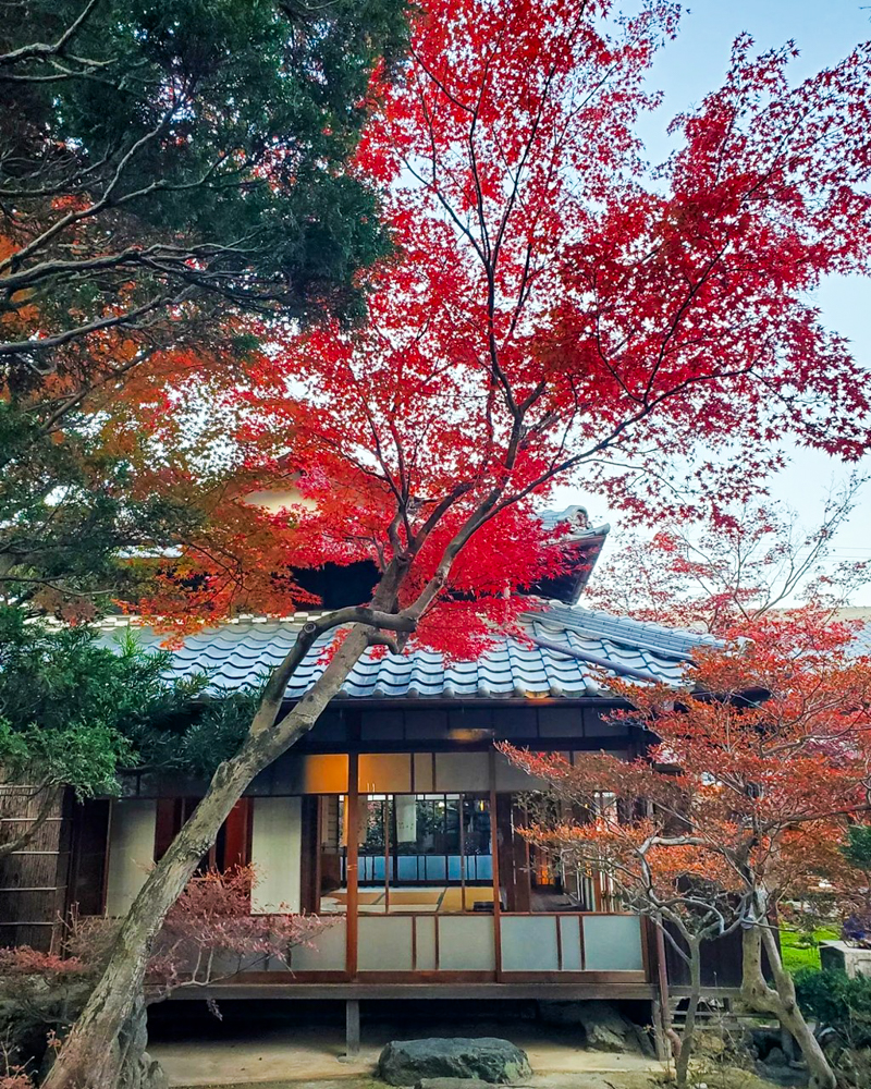 一宮市尾西歴史民俗資料館 、紅葉、11月秋、愛知県一宮市の観光・撮影スポットの名所