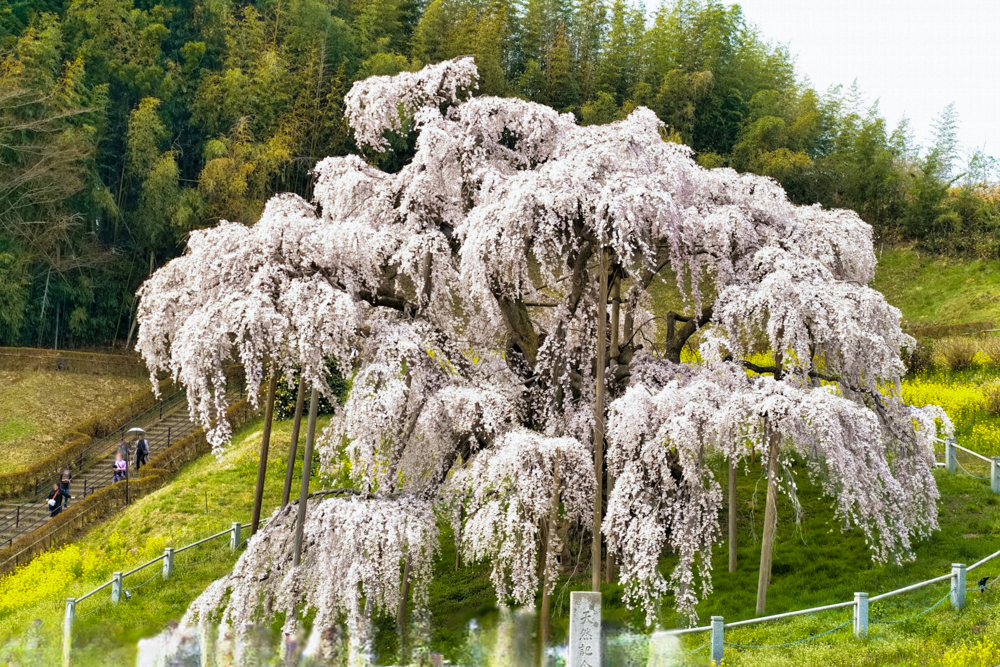三春滝桜、４月春の花、福島県田村郡の観光・撮影スポットの名所