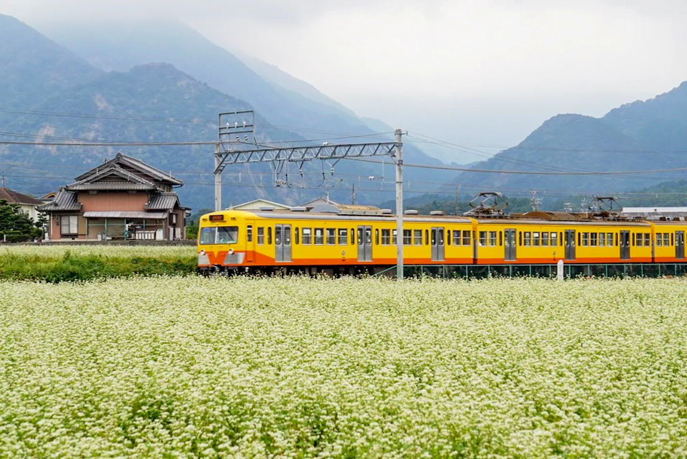 そば畑、丹生川駅、三岐鉄道、9月秋の花、三重県いなべ市の観光・撮影スポットの名所