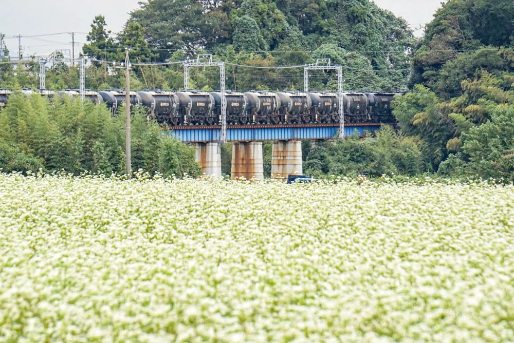 そば畑、丹生川駅、三岐鉄道、9月秋の花、三重県いなべ市の観光・撮影スポットの名所