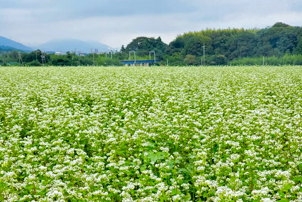 そば畑、丹生川駅、三岐鉄道、9月秋の花、三重県いなべ市の観光・撮影スポットの名所