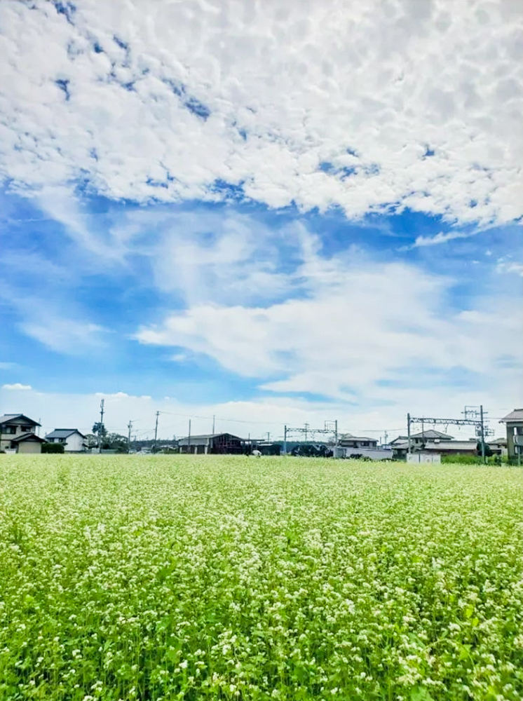 そば畑、丹生川駅、三岐鉄道、9月秋の花、三重県いなべ市の観光・撮影スポットの名所