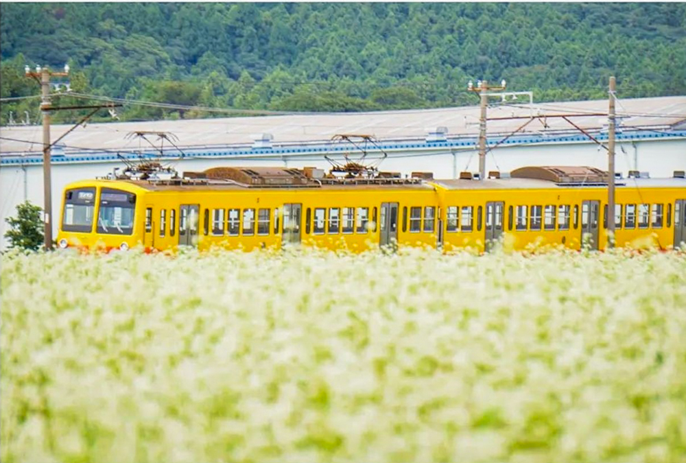 そば畑、丹生川駅、三岐鉄道、9月秋の花、三重県いなべ市の観光・撮影スポットの名所