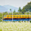 そば畑、丹生川駅、三岐鉄道、9月秋の花、三重県いなべ市の観光・撮影スポットの名所