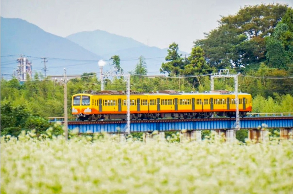 そば畑、丹生川駅、三岐鉄道、9月秋の花、三重県いなべ市の観光・撮影スポットの名所