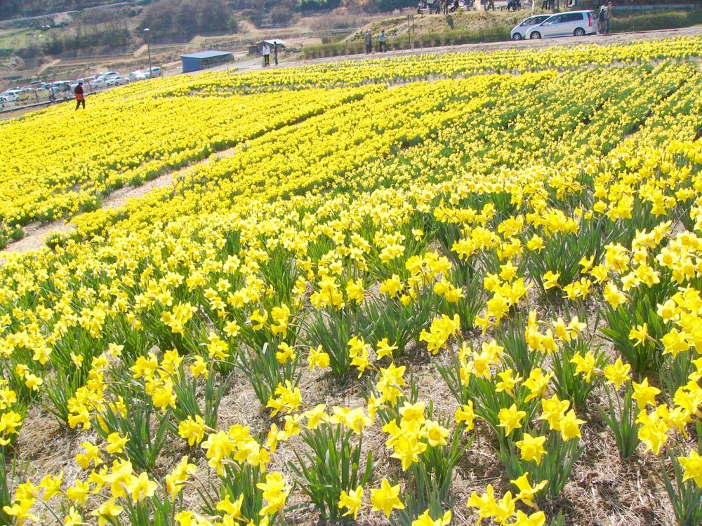 信州国際音楽村、水仙。４月春の花、長野県上田市の観光・撮影スポットの名所