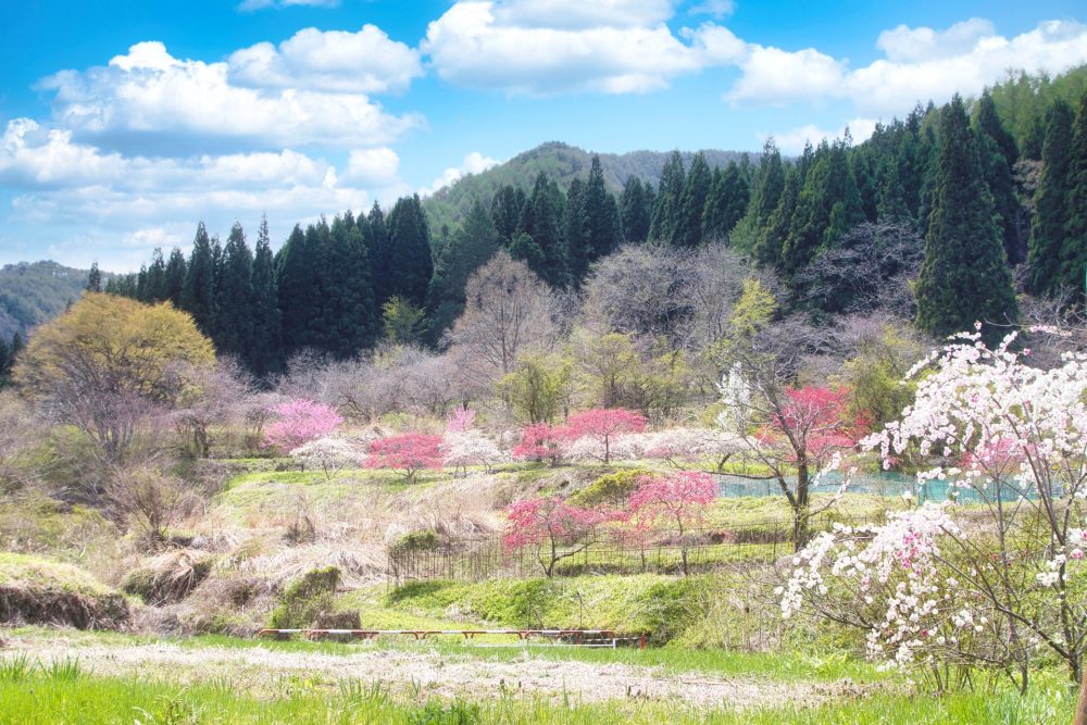 信州武石余里一里 花桃の里、花桃。菜の花、４月春の花、長野県上野市の観光・撮影スポットの名所