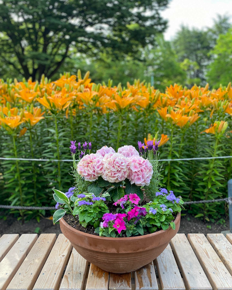 千種公園、6月夏の花、名古屋市千種区の観光・撮影スポットの画像と写真