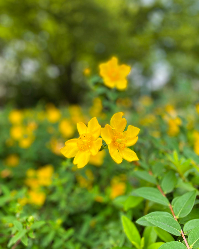 千種公園、6月夏の花、名古屋市千種区の観光・撮影スポットの画像と写真