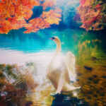 南伊奈ヶ湖、白鳥と紅葉、11月秋、山梨県南アルプス市の観光・撮影スポットの画像と写真
