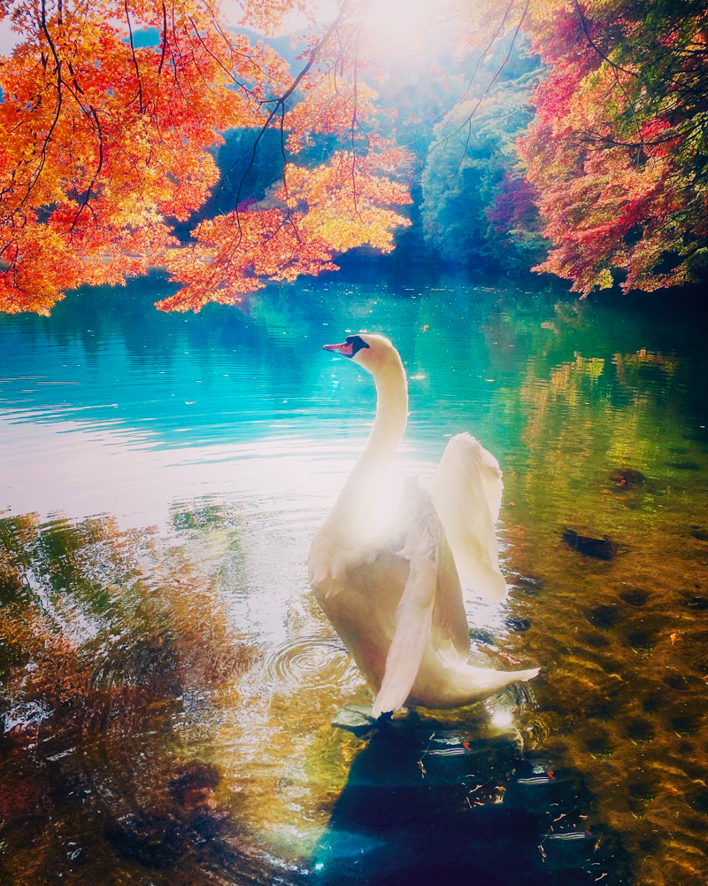 南伊奈ヶ湖、白鳥と紅葉、11月秋、山梨県南アルプス市の観光・撮影スポットの画像と写真