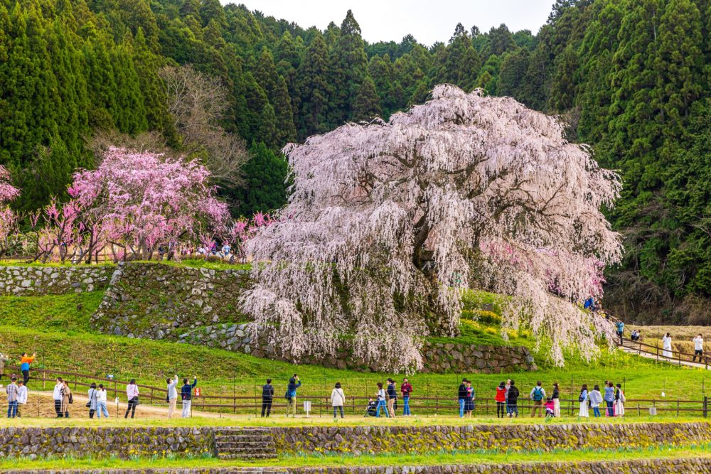 又兵衛桜。４月春の花、奈良県宇陀市の観光・撮影スポットの名所