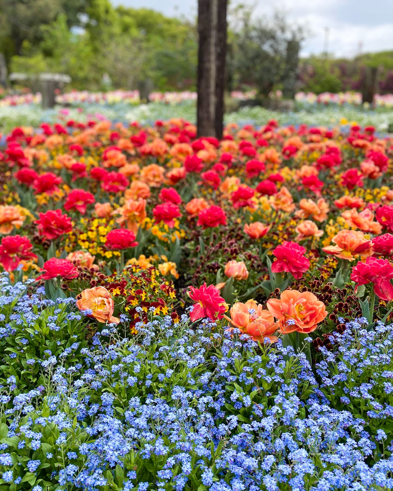 名城公園、4月の春の花、名古屋市北区の観光・撮影スポットの画像と写真"
