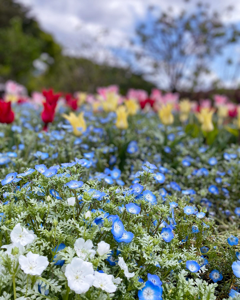 名城公園、チューリップ、4月の春の花、名古屋市北区の観光・撮影スポットの画像と写真"