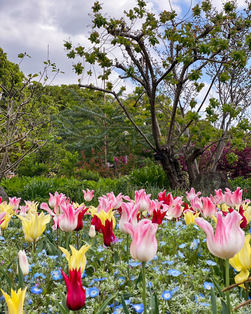名城公園、チューリップ、4月の春の花、名古屋市北区の観光・撮影スポットの画像と写真"