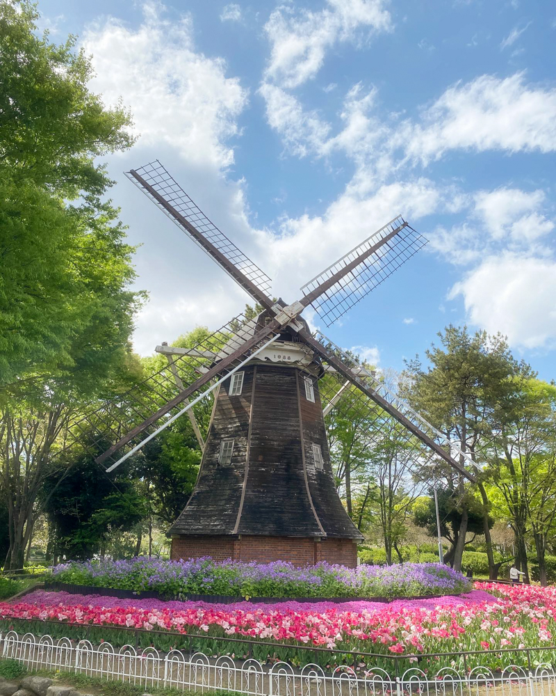 名城公園、チューリップ、オランダ風車、4月の春の花、名古屋市北区の観光・撮影スポットの画像と写真"