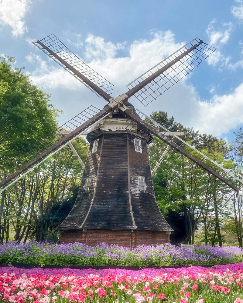 名城公園、チューリップ、オランダ風車、4月の春の花、名古屋市北区の観光・撮影スポットの画像と写真"