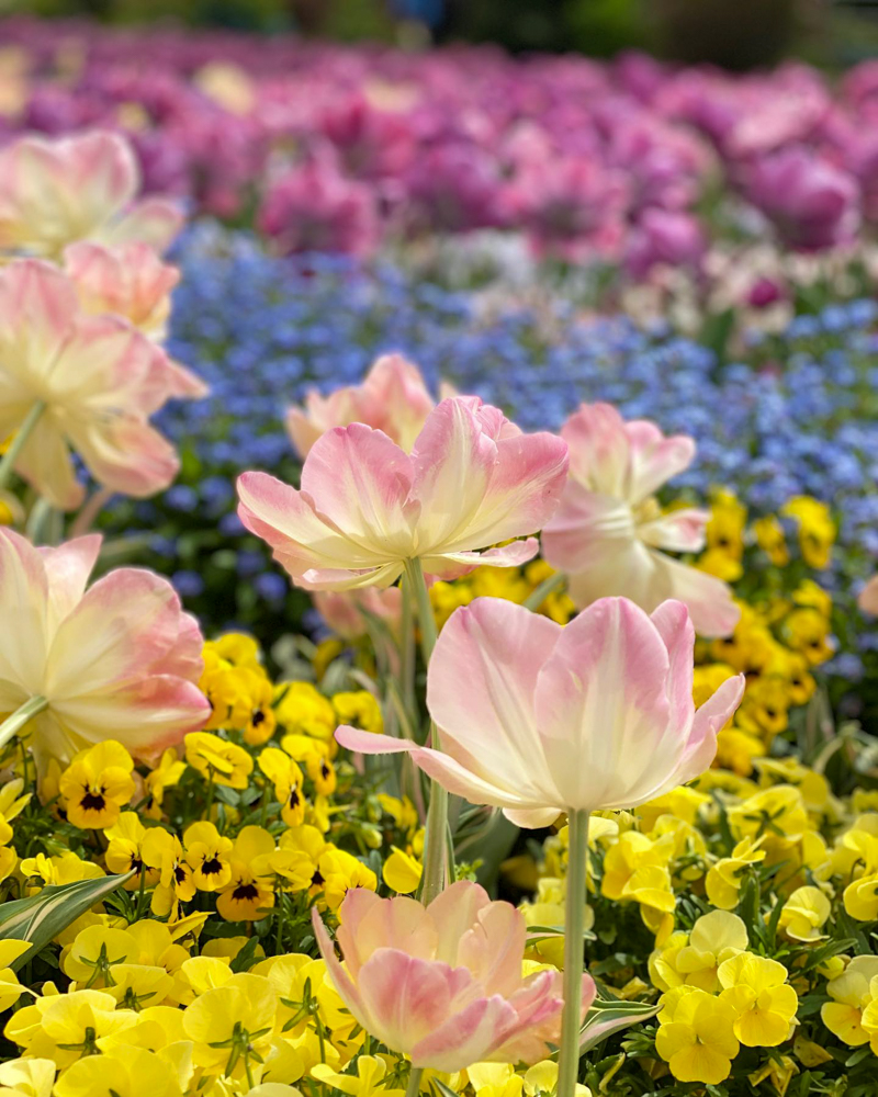 名城公園、4月の春の花、名古屋市北区の観光・撮影スポットの画像と写真"
