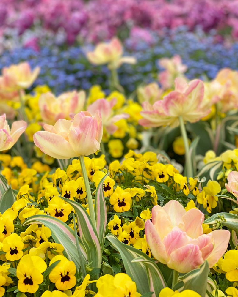 名城公園、4月の春の花、名古屋市北区の観光・撮影スポットの画像と写真"