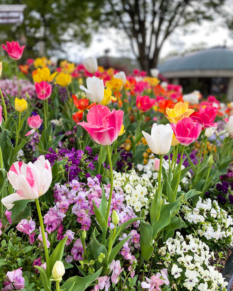 名城公園、チューリップ、4月の春の花、名古屋市北区の観光・撮影スポットの画像と写真"