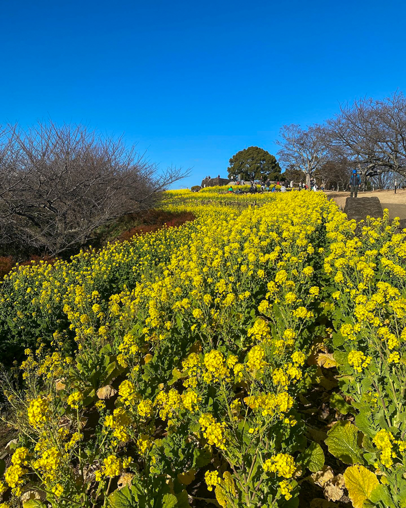 吾妻山公園、菜の花１月春の花、神奈川県中群の観光・撮影スポットの名所