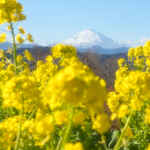 吾妻山公園、菜の花１月春の花、神奈川県中群の観光・撮影スポットの名所