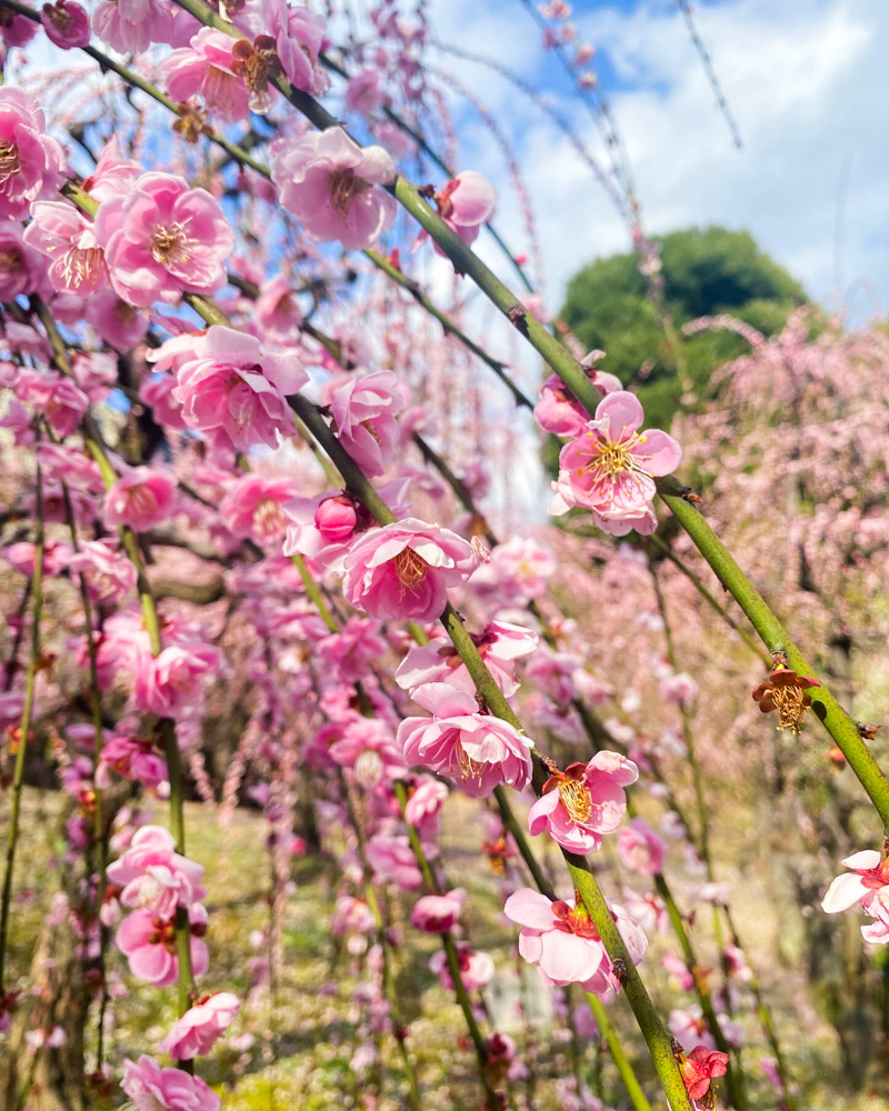 城南宮、梅、２月春の花、京都府京都府の観光・撮影スポットの名所